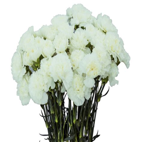 Carnation White Flowersandservices®