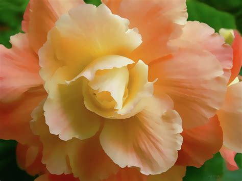 Orange Yellow Begonia Flower Photograph By Jennie Marie Schell Fine