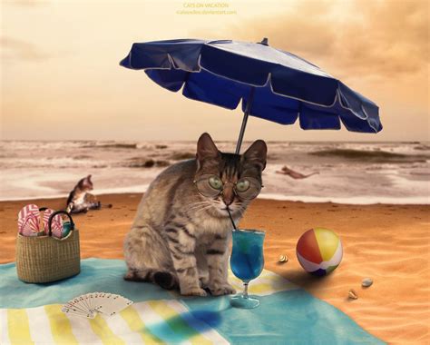 Cat On Vacation On The Beach Image Abyss