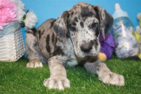 With two locations on long island, shake a paw guarantees customers the most extensive and at shake a paw, we are committed to providing the highest quality puppies at affordable prices, and we have two locations on long island in hicksville and lynbrook, both conveniently located off major. Great Dane Puppies For Sale - Long Island Puppies