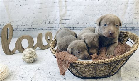Ellendale labradors ~ breeder of akc registered labrador retrievers ellendale labradors is a small kennel located in western north carolina. Silver Lab Retriever Puppies for Sale | Silver and ...