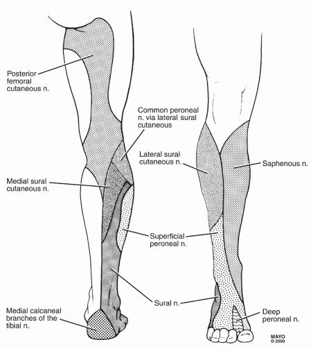 Lower Extremity Nerve Entrapments Musculoskeletal Key