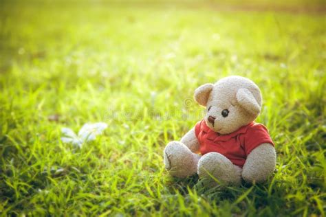 Lonely Teddy Bear Stock Photo Image Of Path Light Adorable 75861990