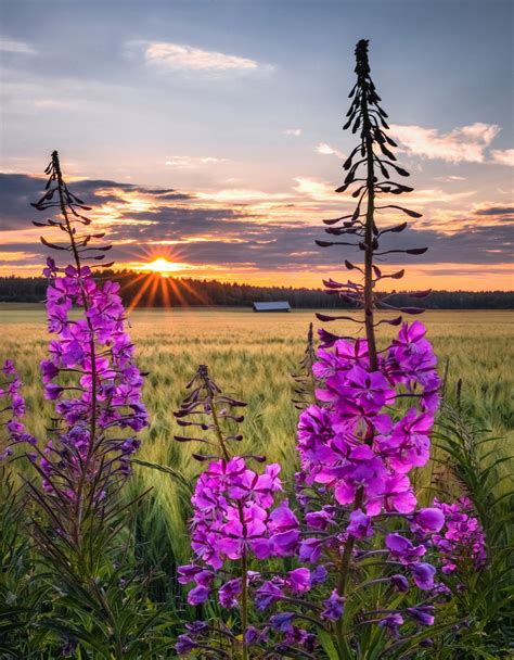 🇫🇮 Summer Meadow At Dawn Finland By Asko Kuittinen 🌅 Nordic