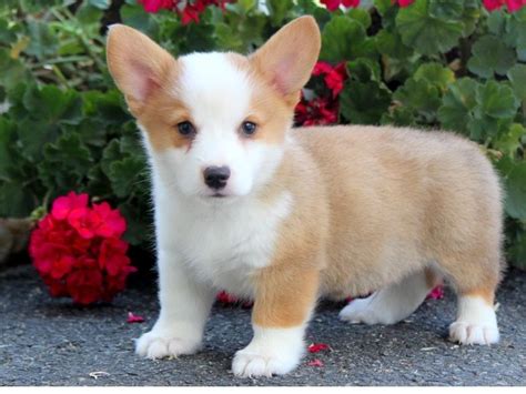 Our corgi puppy was delivered one week after purchase. Pembroke Welsh Corgi Puppies For Sale | San Jose, CA #235883