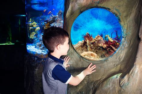 Add On Experiences The National Sea Life Centre Birmingham