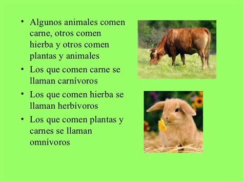 Animales Que Comen Carne Y Plantas Como Se Llaman Noticias De Carne