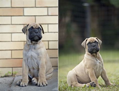 Bullmastiff Puppies By Serenah Photography Bull Mastiff I Love Dogs