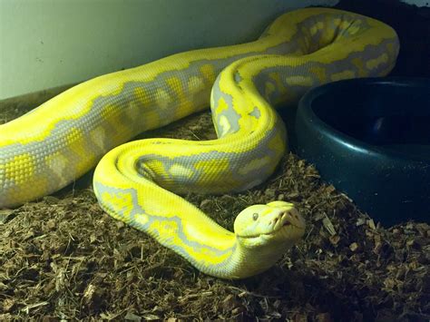 Pin By Jose Gonzales On Reticulated Pythons Reticulated Python