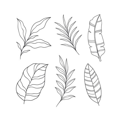 Set Of Hand Drawn Tropical Leaves Element Vector Illustration Isolated