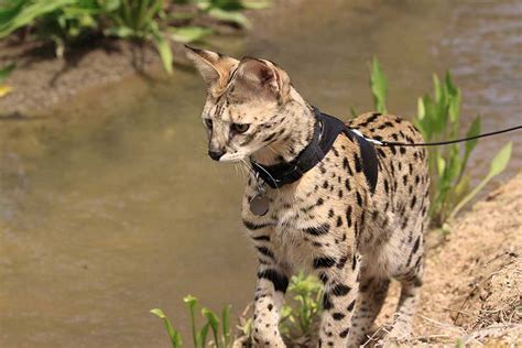 Savannah Cat Breed Information And Facts Pictures Pets Feed