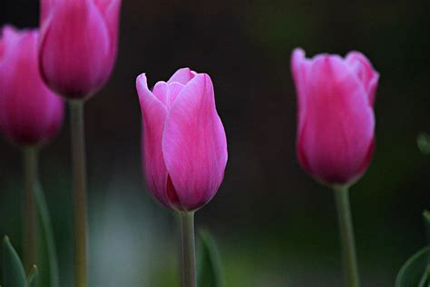 Pink Perfection Photograph By Martin Morehead Fine Art America