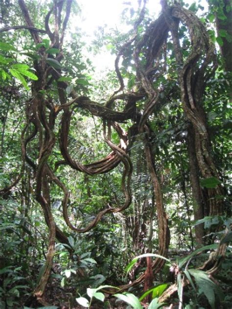 Vines In The Rainforest Jem And Charles Travels