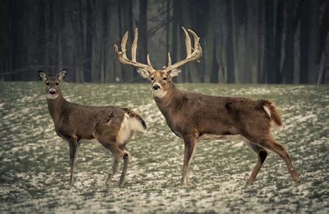 Whitetail Buck And Doe Big Whitetail Bucks Whitetail Deer Hunting