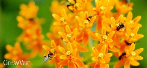Check spelling or type a new query. Best Perennial Flowers for Bees, Beetles and Butterflies