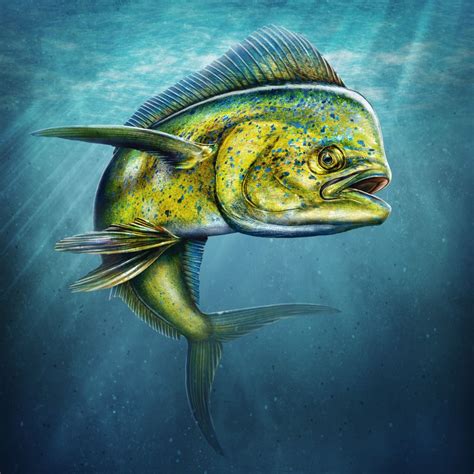 Fish Drawings Animals Artwork Ocean Art