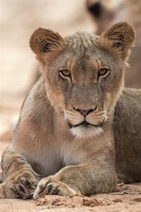 Young Male African Lion Photograph By Tony Camachoscience Photo Library Pixels