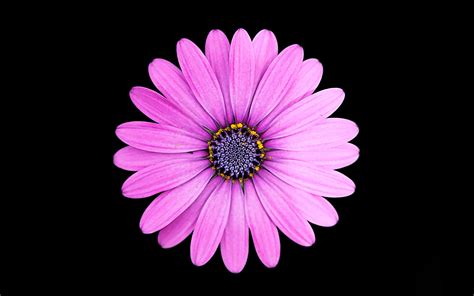 Margarita Purple Daisy Flower 4k Wallpapers Hd Wallpapers Id 23980