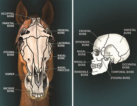 Horse Skull Labeled