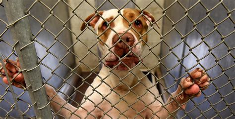 Is to prevent animal suffering through affordable essential healthcare, public policy advocacy, and community programs. Burlington County Animal Shelter reaches capacity, seeks ...