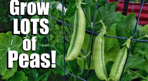 How To Grow Peas Cambridge Garden Services