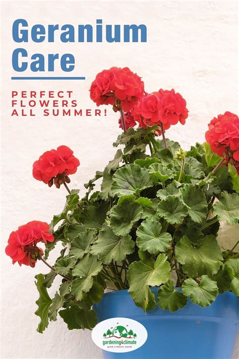 Geranium Care Tips Growing Geraniums Outdoors Or Indoors Geranium