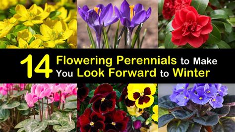 14 Flowering Perennials To Make You Look Forward To Winter