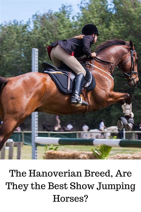 A Look At The Hanoverian Horse Breed Jumpinghanoverianbreed Barrel