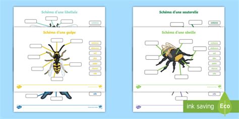Schémas à Compléter Les Insectes Teacher Made
