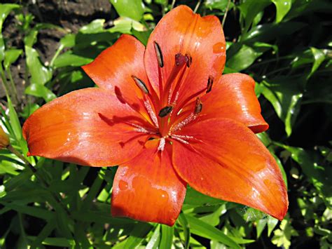 We did not find results for: Nature and Biology Node: Lilies - Beautiful Flowers and ...