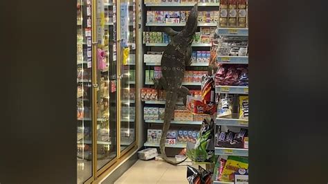 Giant Monitor Lizard Freaks Out Shoppers In Thailand Cnn Video