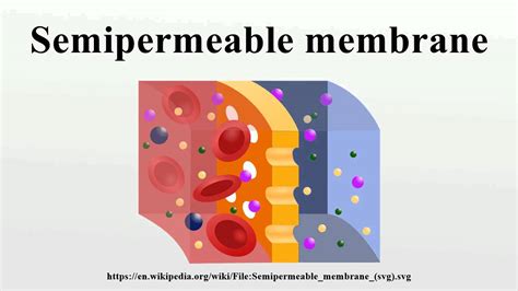 Semipermeable Membrane Youtube