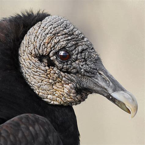 28 Pictures Of Vultures The Good The Bad And The Ugly