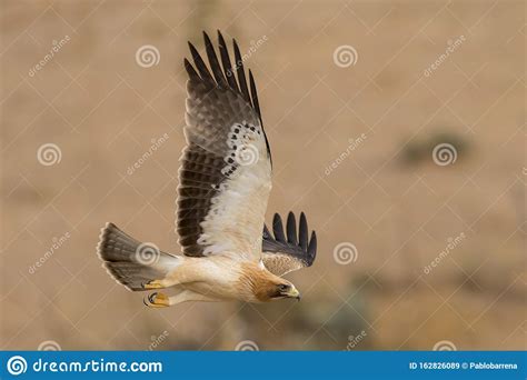 Booted Eagle Strait Of Gibraltar Photo 2 Stock Image Image Of