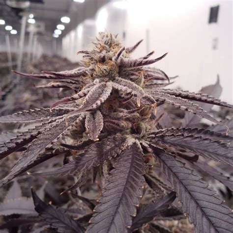 Purple Punch Seeds Cannabis Strains For Sale Seed Bank