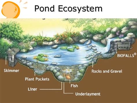 Study Of Different Components Of Pond Eco System