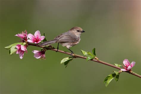 nice bird on a flowering tree branch wallpaper check more at finewallpapers eu pin