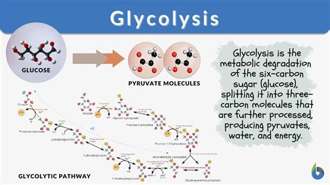 Glycolysis Definition And Examples Biology Online Dictionary