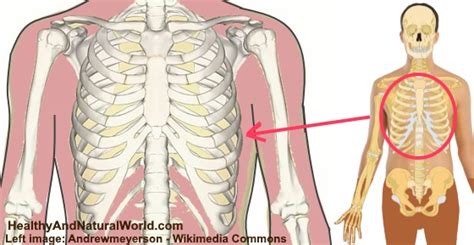 Pain Under Ribs The Most Common Causes And Treatments