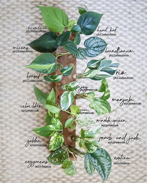 There are two main varieties of scindpaus pictus that exist. #scindapsus #philodendron #epipremnum #pothos in 2020 ...