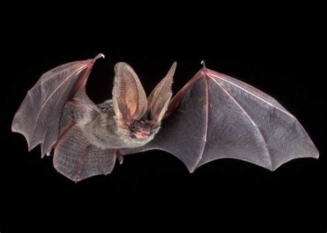Bizarre Bat Behavior Oral Sex Pollinating Tequila Sharing Meals