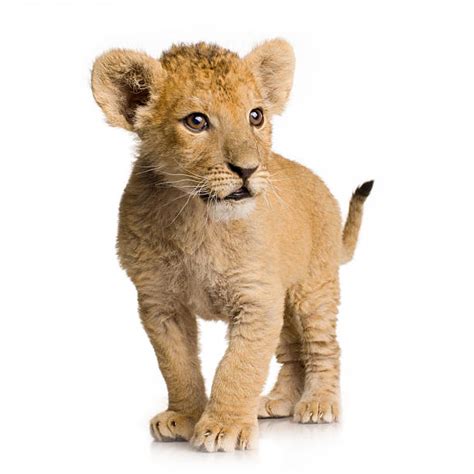 Lion Cub Stock Photos Pictures And Royalty Free Images Istock
