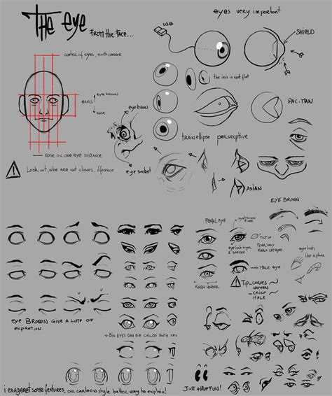 Eye Anatomy Anatomy Drawing Anatomy Art Anatomy Reference Drawing