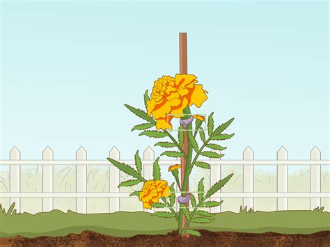 Prep the tray or container for seed with a sterile planting medium (any potting soil will work at this stage) in each of the planting cells. How to Grow Marigolds (with Pictures) - wikiHow