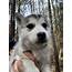 Siberian Husky Puppies For Sale  Williamsburg VA 287529