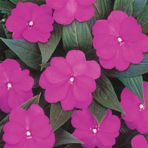 Growing new guinea impatiens in containers allows you to enjoy a big show of bright blooms just about anywhere. Infinity® Light Purple - New Guinea Impatiens - Impatiens ...