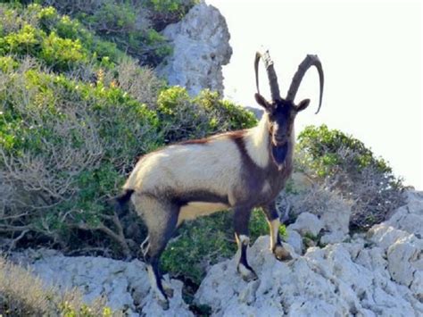 10 Most Beautiful Animal Species Found In Greece