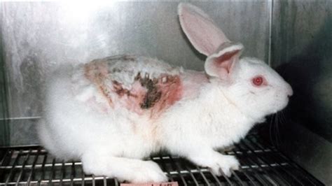 Petition · Stop Makeup companies from testing on Animals ...