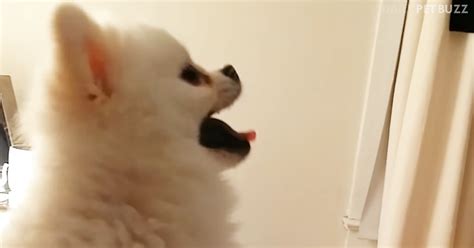 Mar 23, 2015 · mainly a disease of unvaccinated puppies and dogs; This Is The Funniest, And Fluffiest, Pomeranian Sneeze You Will Ever Witness | Pet Buzz