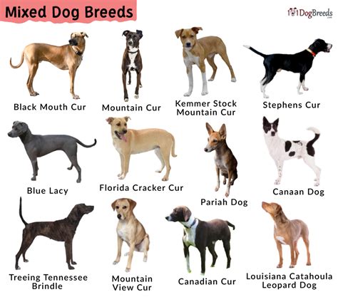 List Of Best Mixed Breed Dogs With Pictures